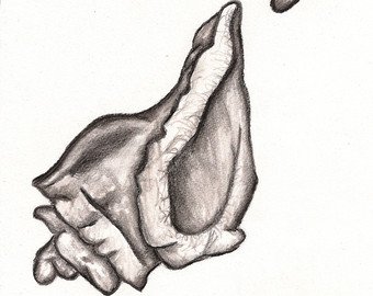 340x270 Conch Drawing Etsy