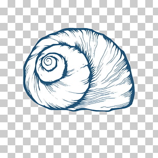 310x310 White Conch Png Cliparts For Free Download Uihere
