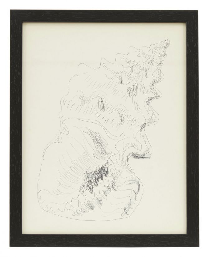 671x826 Vintage Conch Shell Drawing Jayson Home