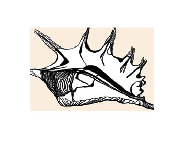 360x278 Conch Shell Shellybee's Art Notes