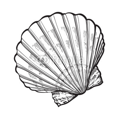400x400 Scallop Sea Shell, Sketch Style Vector Illustration Isolated