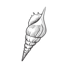 240x240 Spiral Conch Sea Shell, Sketch Style Vector Illustration Isolated