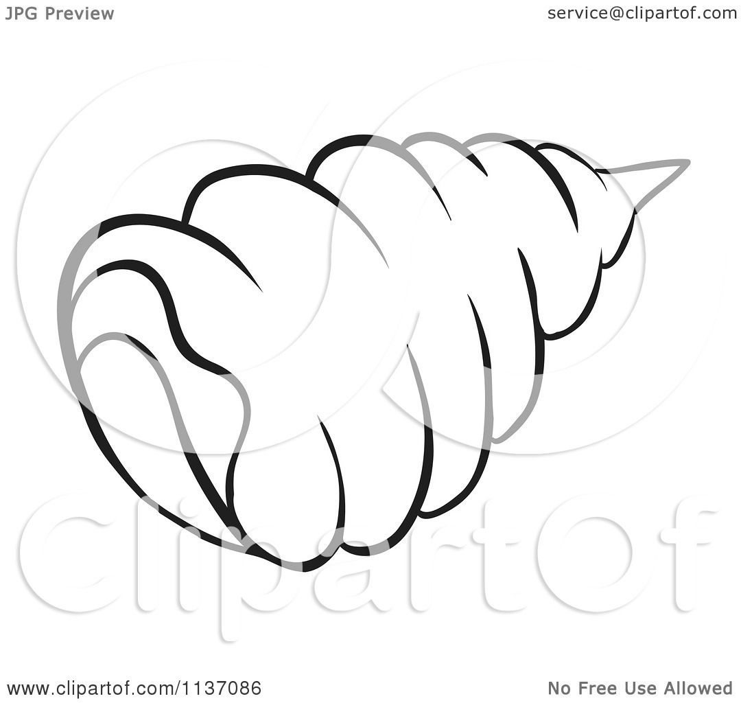 1080x1024 Cartoon Of A Black And White Conch Shell