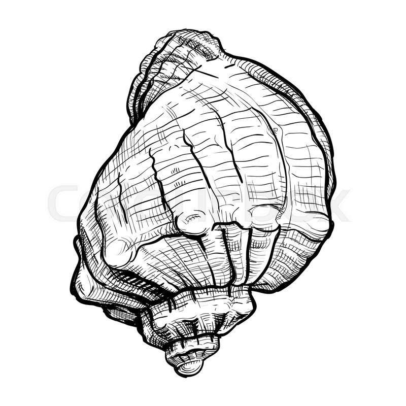 800x800 handdrawn sketch of a seashell stock vector colourbox