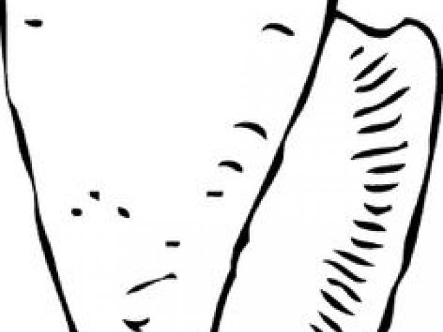 640x480 How To Draw A Conch Shell