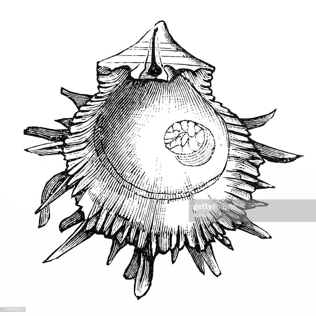 1024x1024 conch shell horn drawing cartoon broken easy to for ajedrezdeen
