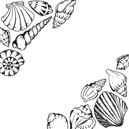 416x416 Monochrome Sea Shells Line Art Hand Drawn Frame Vector Isolated
