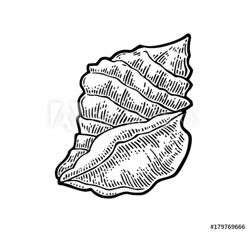 500x469 Sea Shell Color Engraving Vintage Illustration Isolated On White