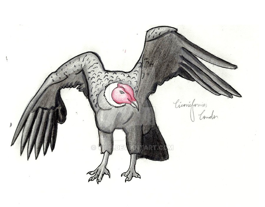 Condor Drawing
