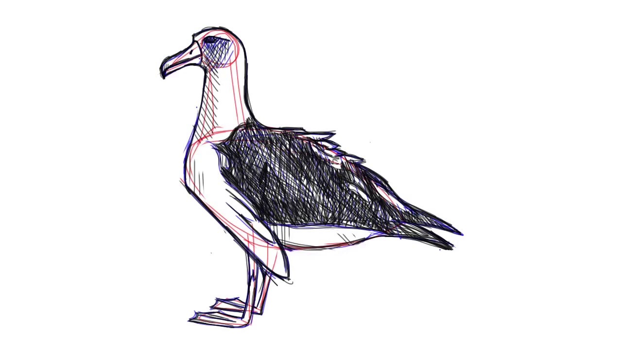 1280x720 How I Draw An Albatross