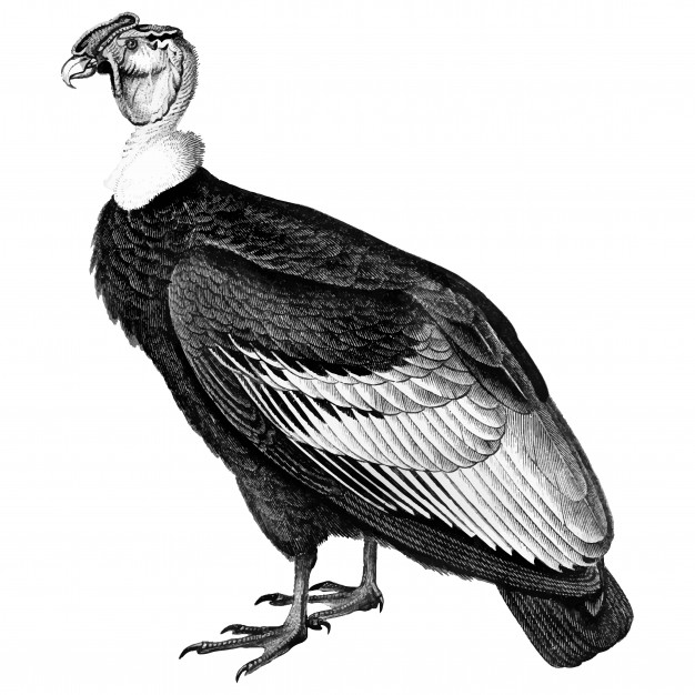 626x626 Vintage Illustrations Of Andean Condor Vector Free Download
