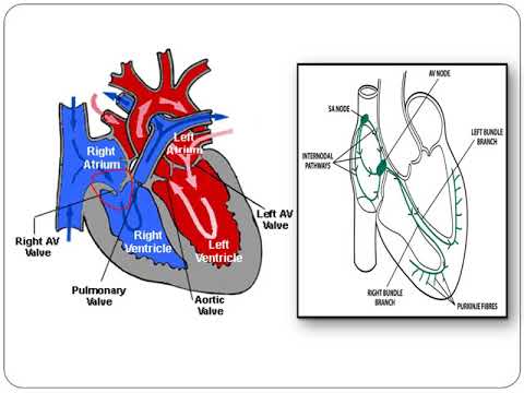 480x360 cardiac conduction system