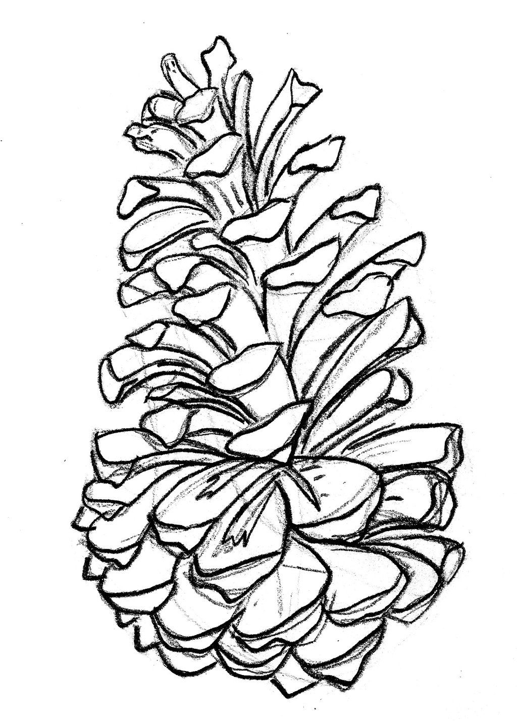 1024x1428 Pine Cone Drawing
