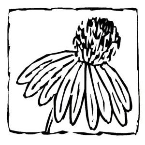 300x300 coneflower unmounted rubber st flower, echinacea, summer