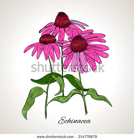 450x470 Echinacea Clipart