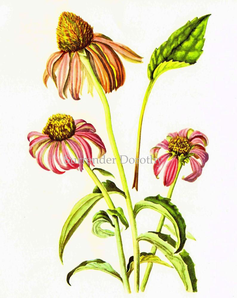 794x1001 Echinacea Purple Coneflower Flower Vintage Botanical Etsy