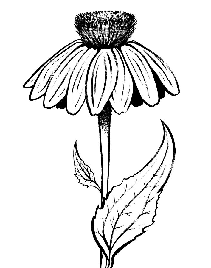 Coneflower Drawing | Free download on ClipArtMag