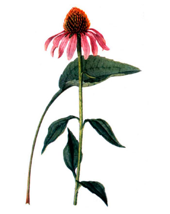 350x440 Extracts Healthy Ingredients