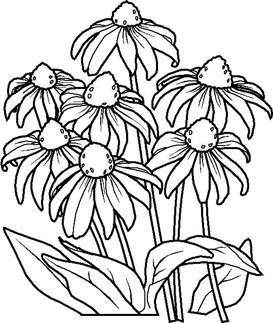 539x639 Flowers Coloring Pages Cone Flowers Flower Coloring Pages
