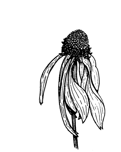Coneflower Drawing | Free download on ClipArtMag