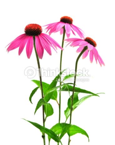 368x465 echinacea purpurea single plant photo