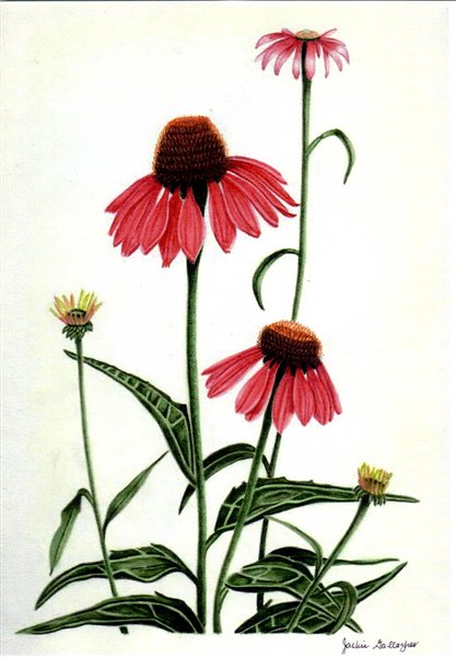 Coneflower Drawing | Free download on ClipArtMag