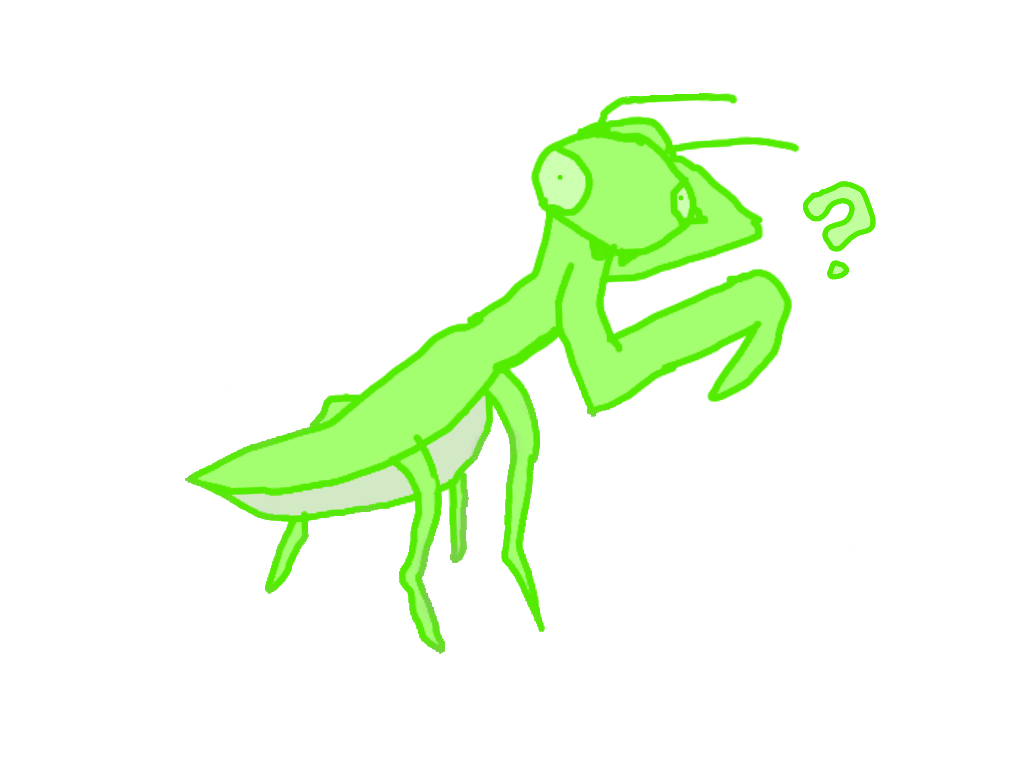 1024x768 Confused Mantis