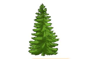 300x200 how to draw conifer step