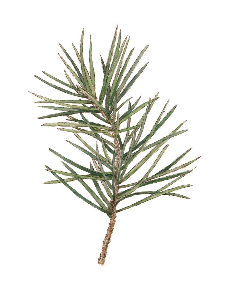 794x1015 pine sprig conifer evergreen watercolor illustration