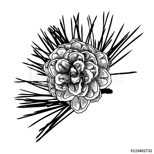 500x500 Sketch Hand Drawing Pine Cone On Tree Branch With Needles On White