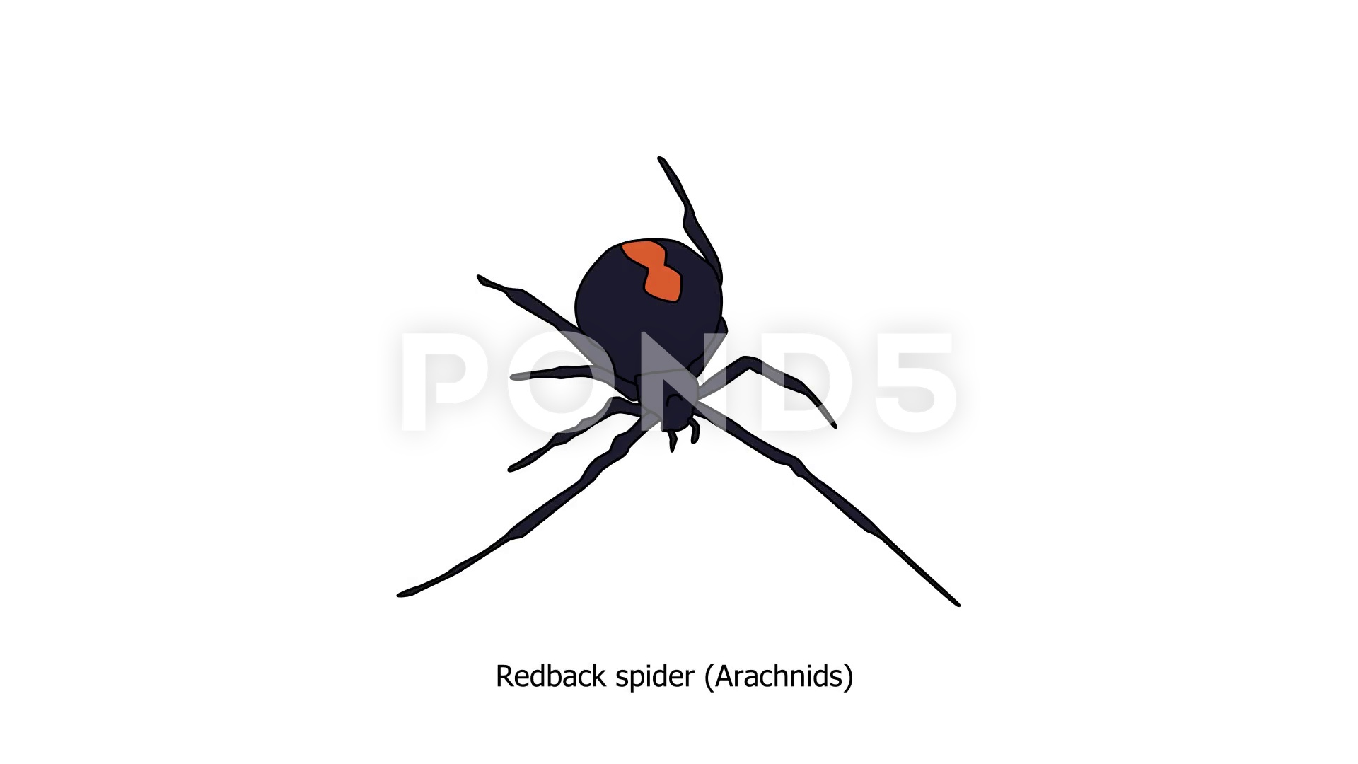 1920x1080 Video Animated Drawing Of Red Back Spider Arachnid