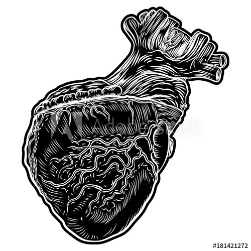 500x500 Sketch Of Human Heart Hand Drawn Anatomical Boho Style Drawing