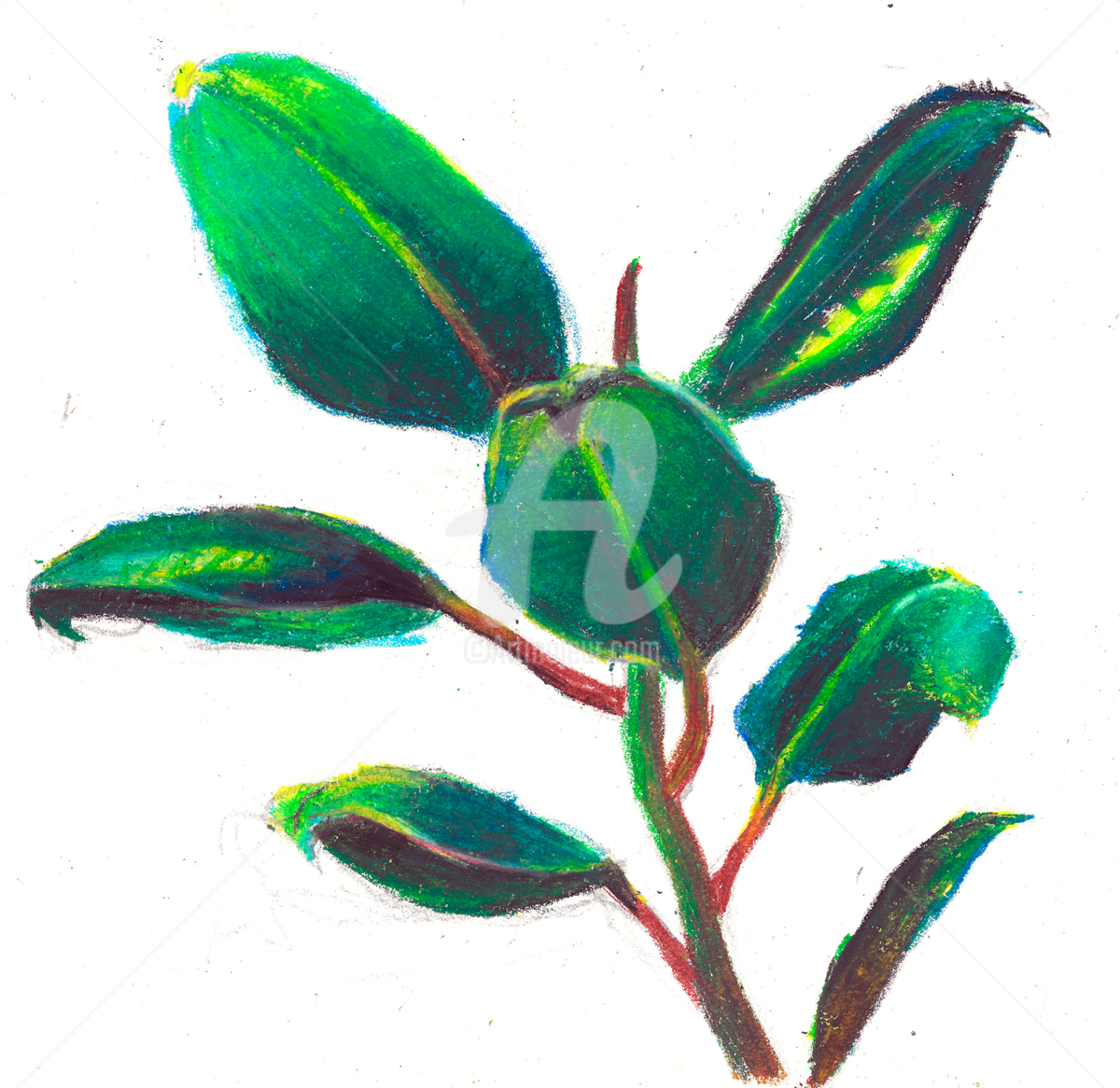 1200x1166 Ficus Drawing
