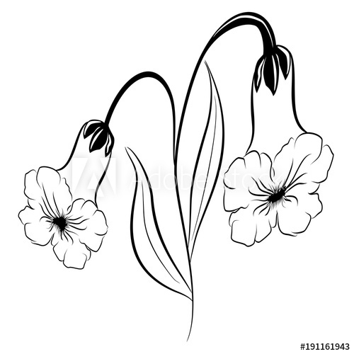 500x500 Beautiful Silhouette Of A Flower On A White Background Contour