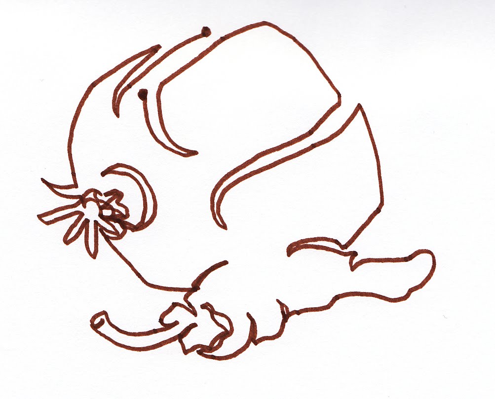 1003x809 Brenda Swenson Contour Drawing