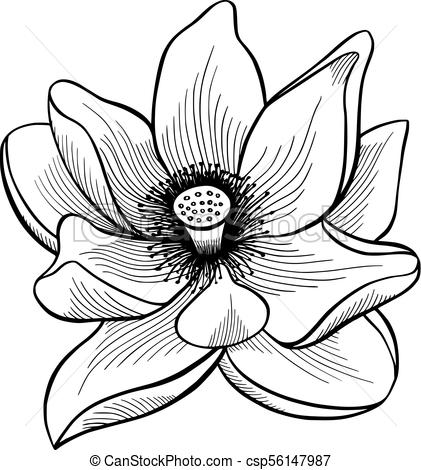 421x470 Lotus Flower Bloom Lotus Flower Bloomed, Buds And Leaves Hand