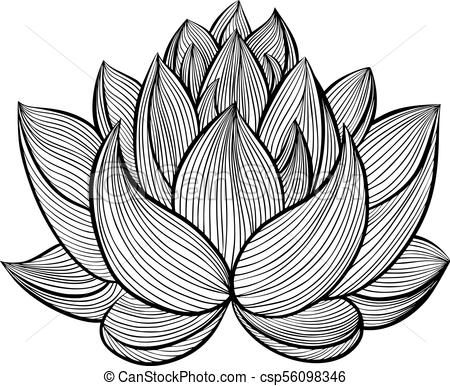 450x386 Lotus Flower Bloomed, Buds And Leaves Hand Drawn Contour