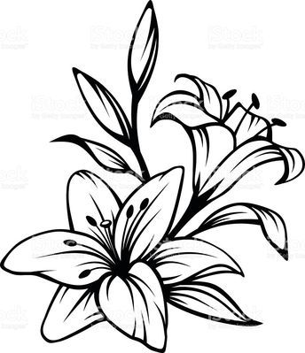344x399 Vector Black Contour Of Lily Flowers Isolated On A White