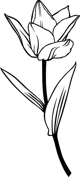 280x617 Contour Beautiful Tulip Flower Premium Clipart