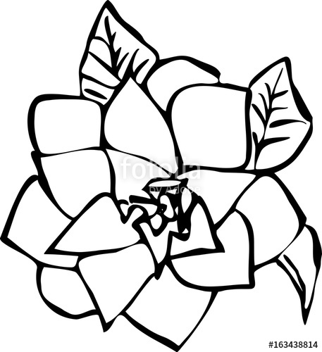 457x500 Hand Drawing Single Flower Isolated On White Background Vector