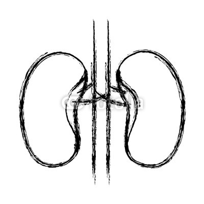 400x400 blurred hand drawing contour renal system of human body vector
