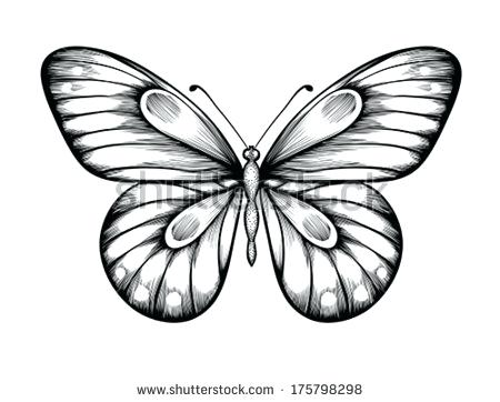 450x362 Drawings Butterflies