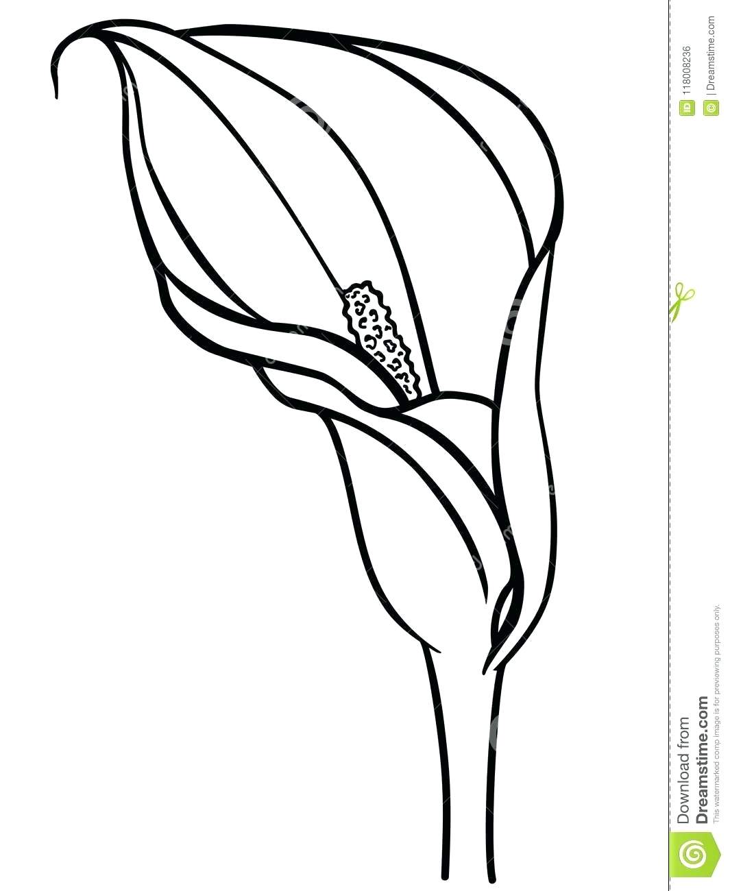 1065x1300 Contour Drawing Cross Contour Drawing Final Contour Shoe Drawing