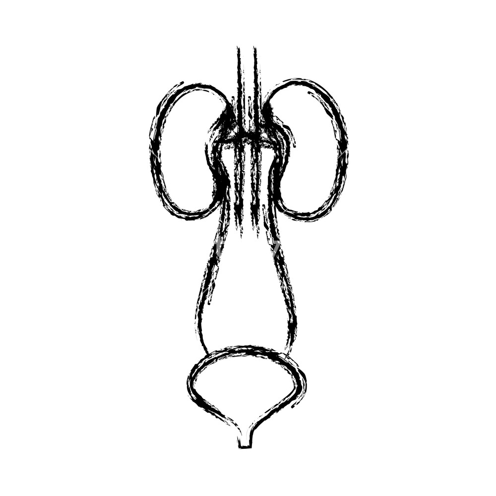 1000x1000 blurred hand drawing contour renal system with urethra vector