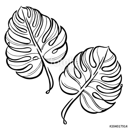 500x500 monstera contour hand drawing black and white line art