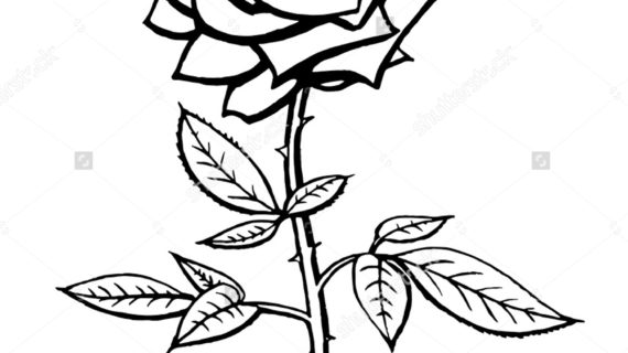 570x320 Rose Drawings Black And White Desktop Backgrounds