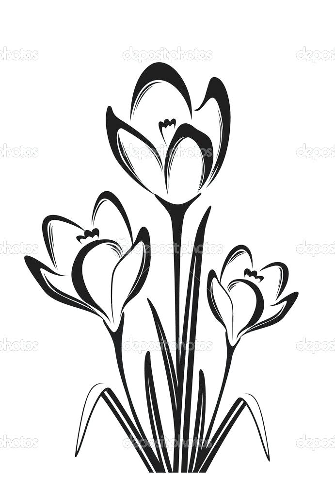 691x1024 Black White Flower Drawings