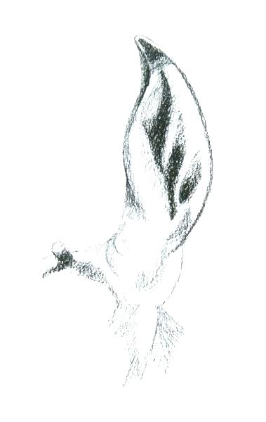 379x600 Cool Animal Pictures To Draw Cute Easy Drawings Creative But Cool