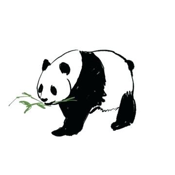 360x360 Drawn Panda Image Cute Panda Drawing Step