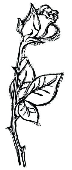 240x565 Rose Vines Drawings Image Titled Draw A Jungle Vine Step